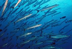 Palau Scuba Diving Holiday. Barracuda shoal.